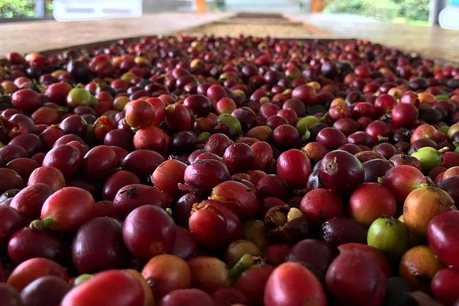 Fredonia Coffee Tour