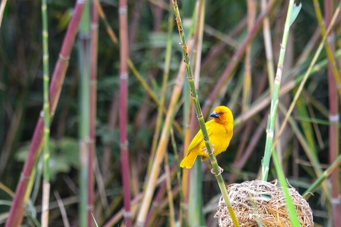 From Arusha: Day Tour in Arusha National Park - Inclusions and Exclusions