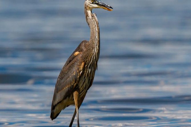 From Cairo - EL-Fayoum Full Day Tour Bird Watching - Tour Location