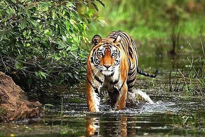 From Delhi: 5-Day Golden Triangle Tour & Ranthambore Tiger Safari - Tour Itinerary