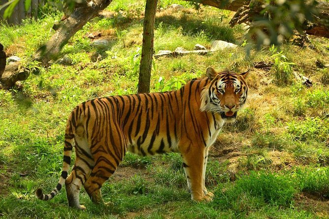 From Delhi: Taj Mahal & Ranthambore Tiger Safari Tour - Tour Overview