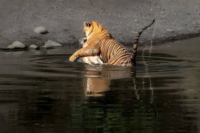 From Jaipur: 2 Days Private Tour of Ranthanbore Tigers Safari