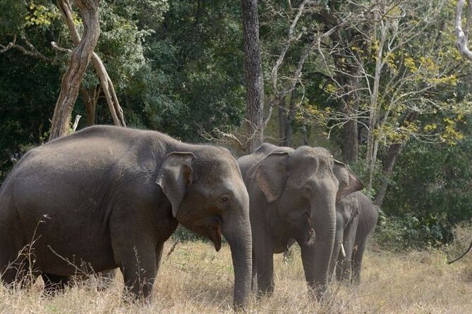 From Kolkata-All Inclusive Seranda Forest Elephant Corridor Tour - Meeting Point and End Point