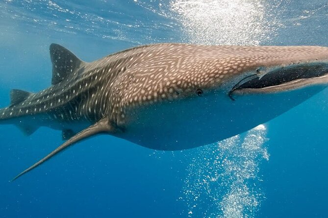 From Lombok: Fantastic Adventure Boat Trip to Komodo Island