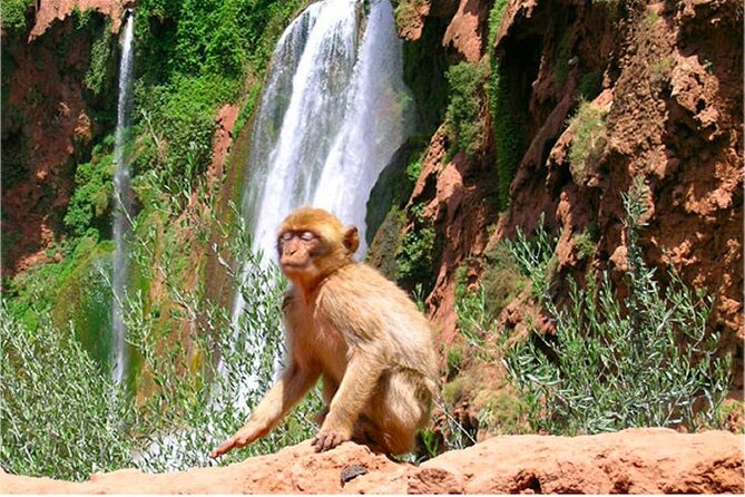 From Marrakech: Ouzoud Falls Day Trip - Itinerary Highlights
