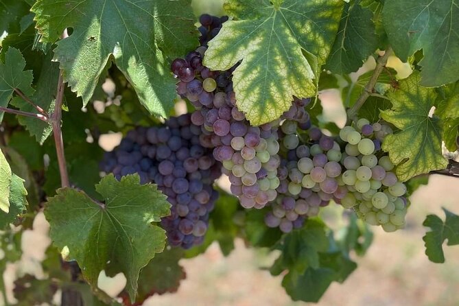 From Naples: Pompeii & Wine Tasting Private Day Tour - Tour Inclusions