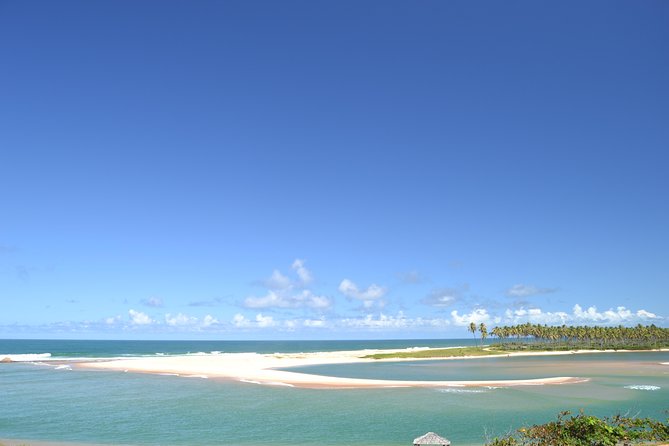 From Salvador to Praia Do Forte Day Trip Get to Know the Coconut Coast