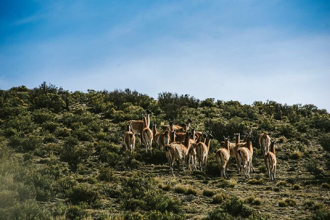 Full Day 4x4 Safari Tour in Villavicencio, Mendoza