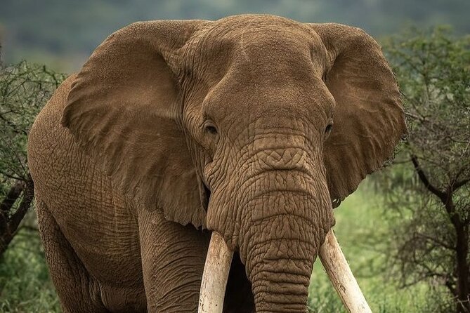 Full Day Amboseli National Park Tour