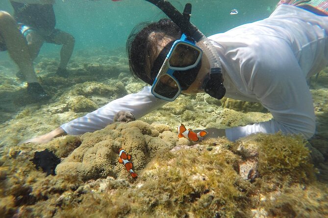 Full Day Apo Island Tour From Dumaguete