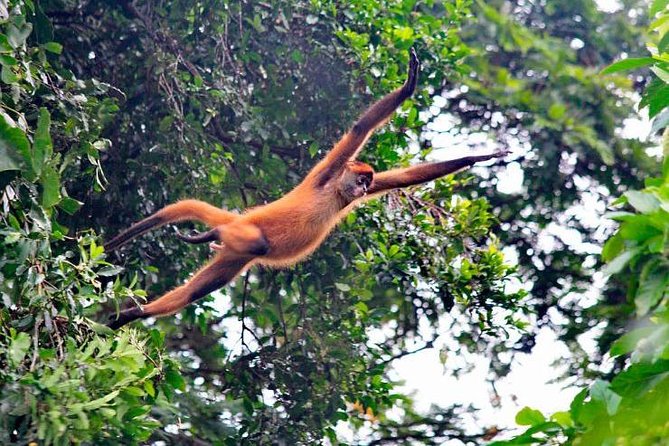 Full Day at Tortuguero Wild Life Observation at Caribbean Side All Inclusive