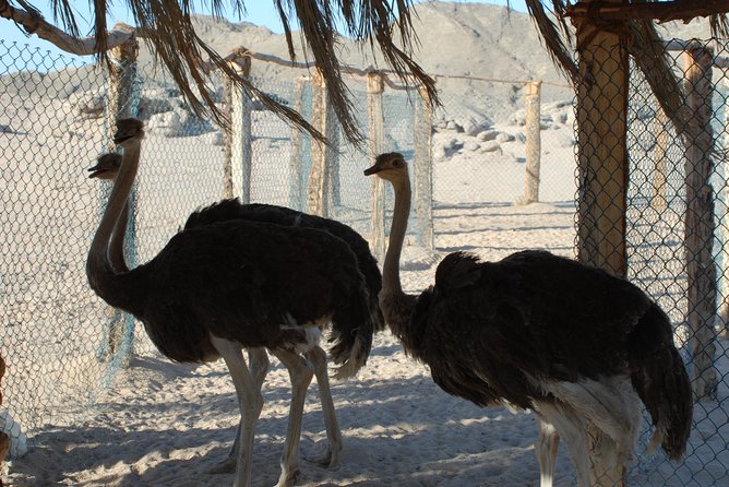 Full Day By Desert Buggy Car To Sahara Park & Dinner & Camel Ride - Hurgahda - Inclusions and Services