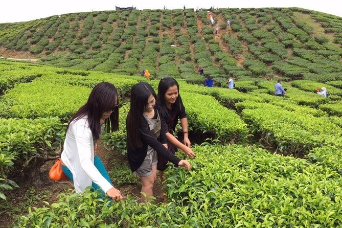 Full-Day Cameron Highlands Tour - Pick-up Information