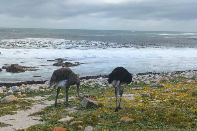 Full Day Cape Town Peninsular Private Tour