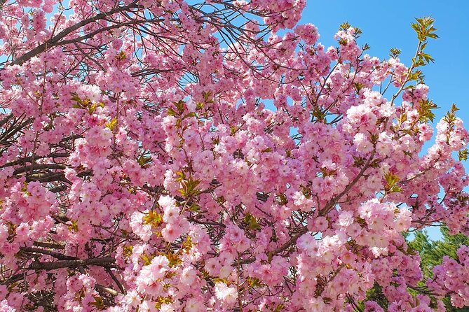 Full Day Cherry Blossom Hunting Tour From Seoul - Inclusions and Exclusions