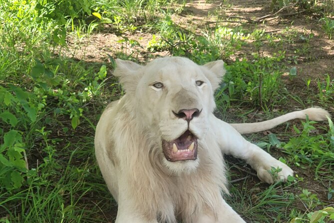 Full Day Chobe National Park and River Experience - Itinerary Overview