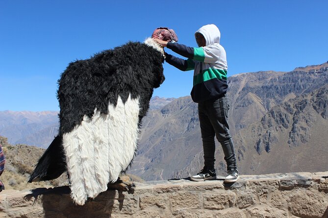 Full Day / Colca Canyon - Overview of Colca Canyon Tour