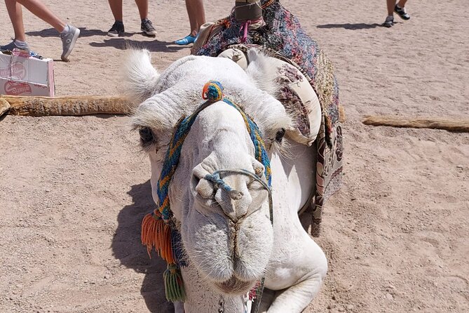 Full-Day Desert Safari in Hurghada With Dinner and Camel Ride - Activity Details