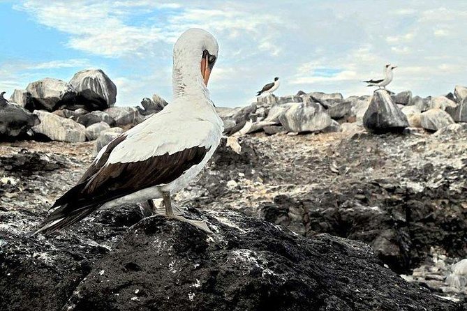 Full Day Española Island From San Cristobal - Itinerary Details
