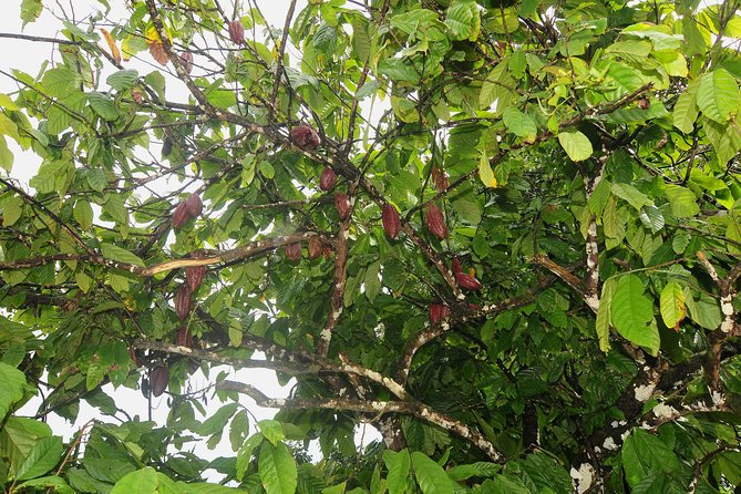 Full-Day Guided Commewijne Plantation Tour by Car