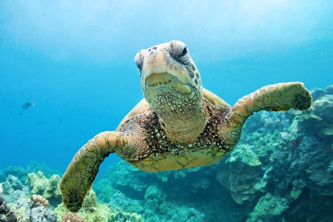 Full Day Guided Marsa Mubarak Snorkeling From Marsa Alam - Tour Overview