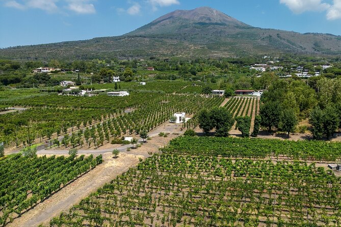 Full-Day Guided Pompeii Ruins and Wine Tasting Tour - Logistics and Meeting Points