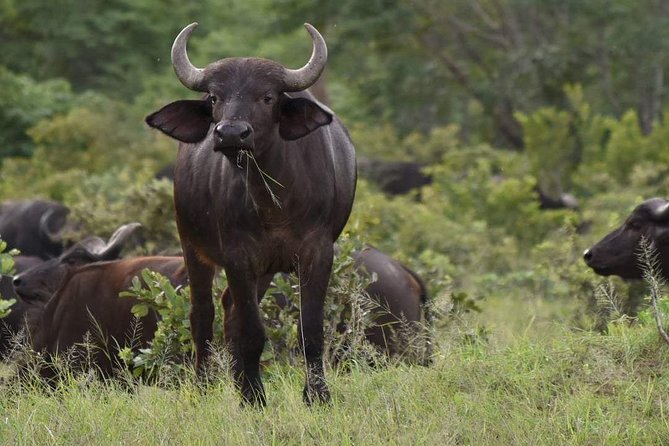 Full Day Hwange Safari - Pickup Locations