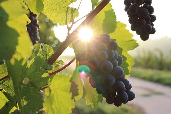 Full Day Korcula and Peljesac Wine Tasting Tour in Dubrovnik - Tour Itinerary Highlights