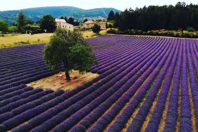 Full Day Lavender Tour From Avignon - Pickup Information