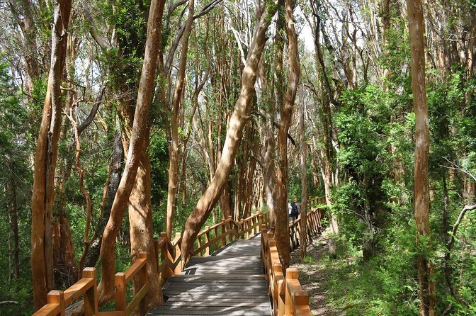 Full Day Navigation Through Isla Victoria and Bosque De Arrayanes - Tour Overview