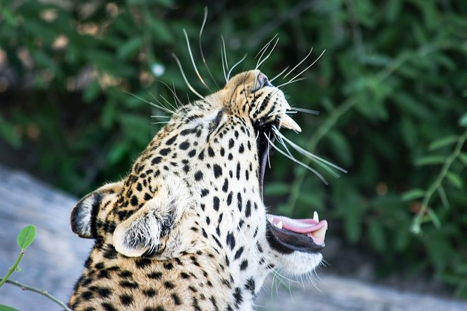 Full Day Okavango Boat Safari