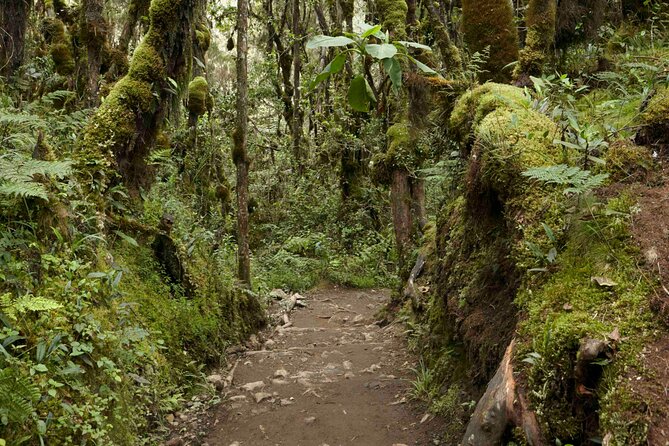 Full-Day Private Kilimanjaro Day Trip With Lunch - Trip Overview
