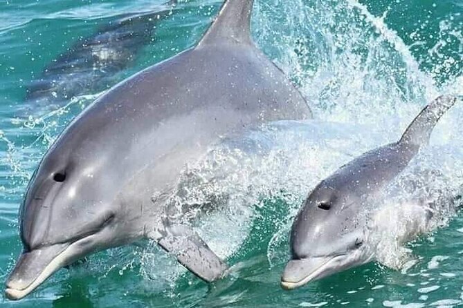 2 Best Full-Day Tours In Malindi