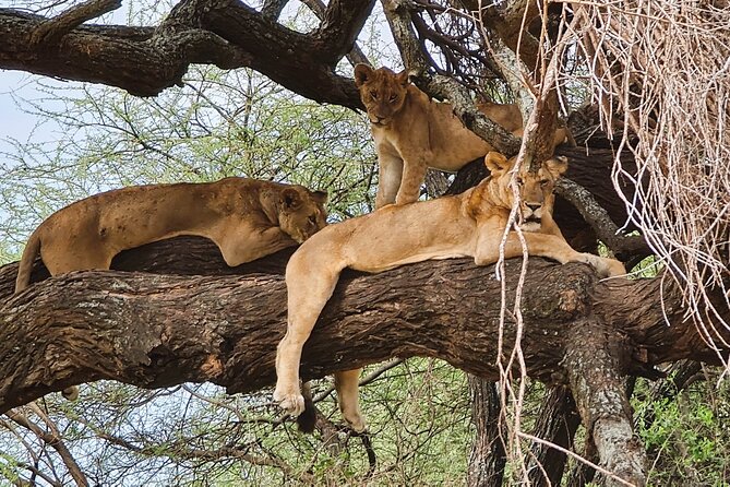 Full Day Private Safari Tour to Tarangire National Park - Tour Information