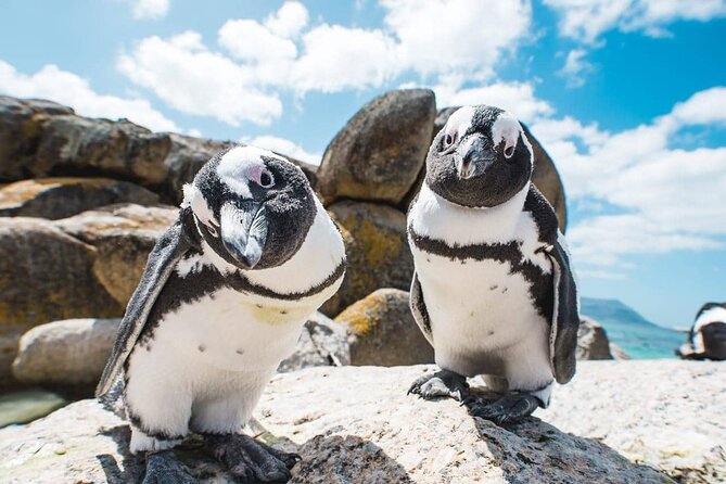 Full Day Private Tour in Cape Point and Boulder Beach Penguins - Tour Overview