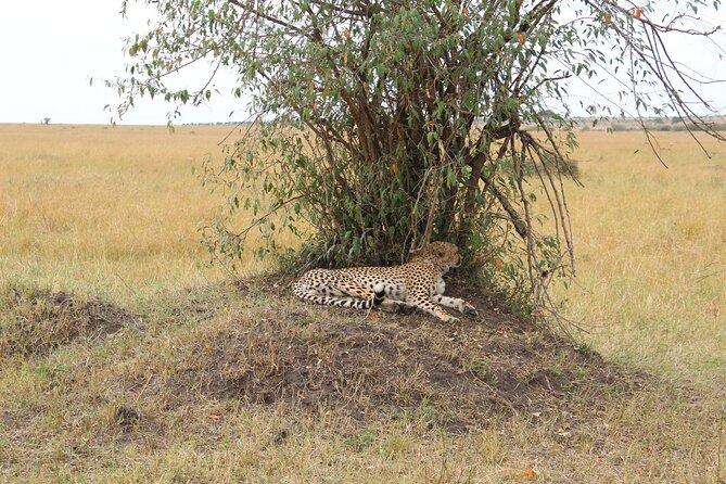Full-Day Private Tour Nairobi National Park and Giraffe Center - Tour Highlights