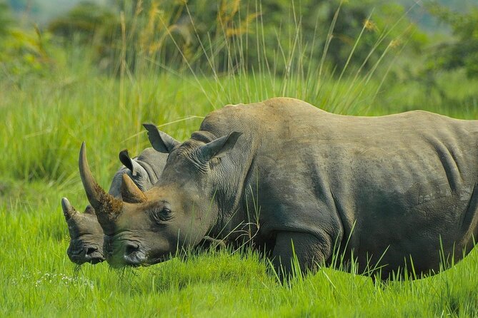 Full-Day Private Tour of Rhino Fund Uganda