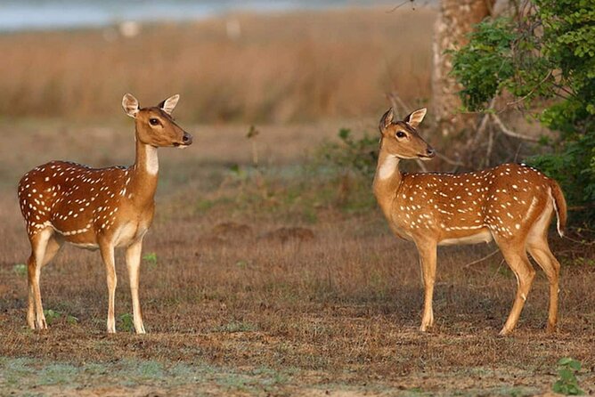 Full Day Private Wilpattu Safari in Jeep From Trincomalee - Safari Highlights