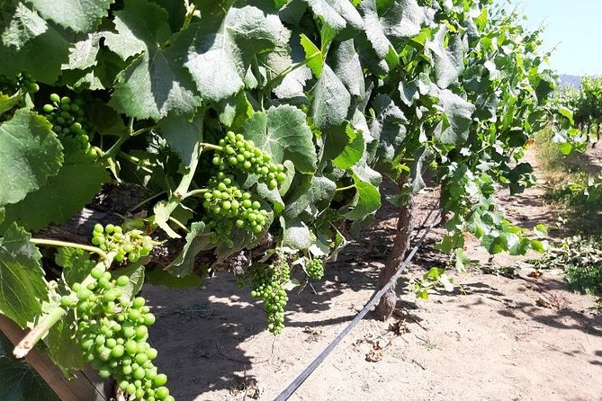 Full Day Private Wine Tour - Meeting and Pickup