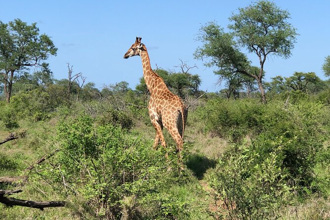 Full-Day Safari at Kruger National Park - Dining Options