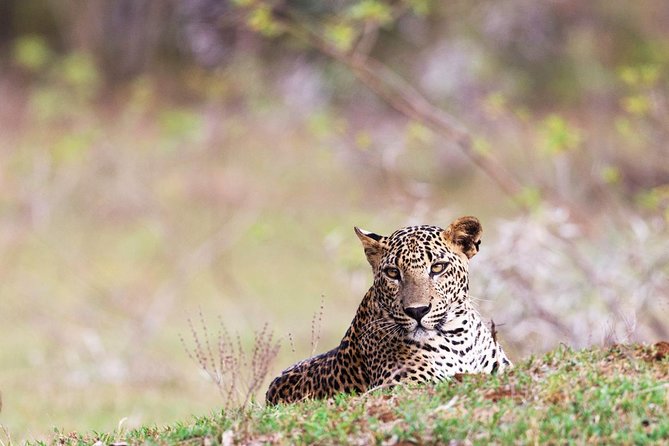Full Day Safari at Wilpattu With Picnic Breakfast and Lunch - Inclusions and Amenities Provided