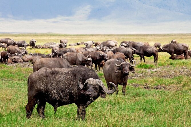 Full-Day Safari Tour to Ngorongoro Crater From Arusha