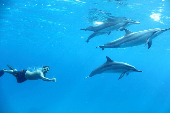Full Day Snorkeling and Dolphin Watching in Hurghada