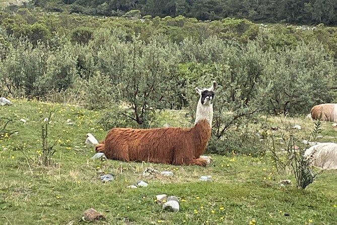 Full Day Tour in Humantay Lake From Cusco - Inclusions and Exclusions