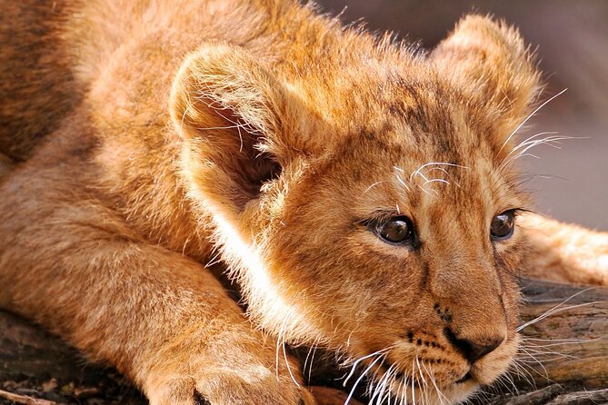Full-Day Tour in Ngorongoro Crater