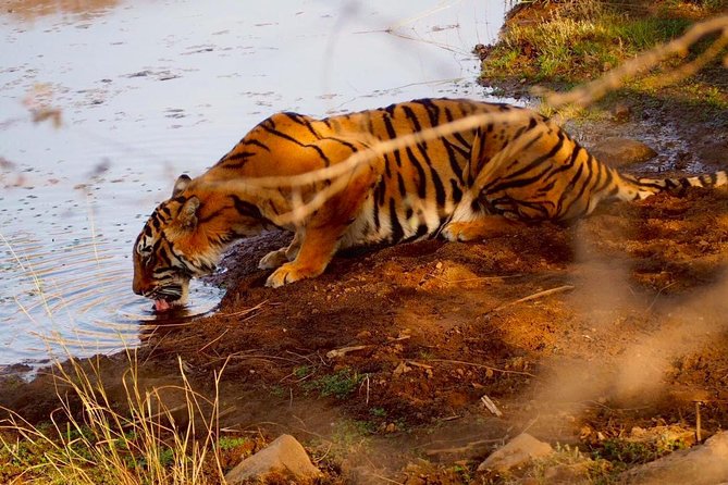 Full-Day Tour of Ranthambore From Jaipur