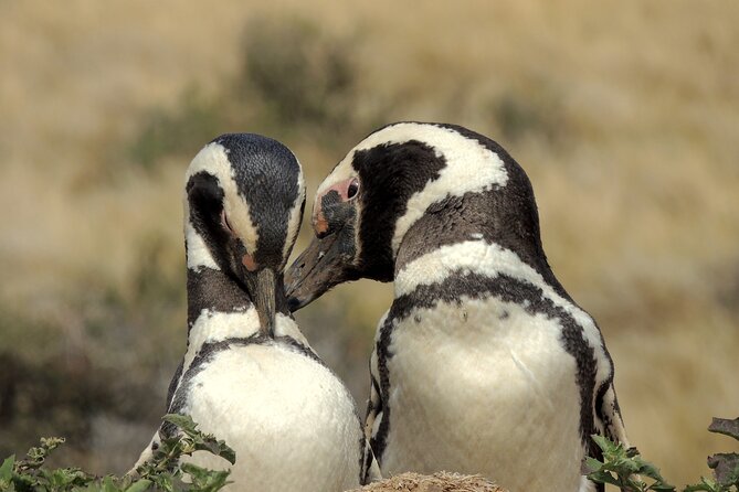 Full Day Tour Penguin Walk in Punta Tombo - Pickup Details
