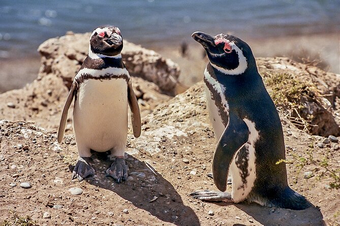 Full-Day Tour to Punta Tombo Penguin Colony - Tour Details