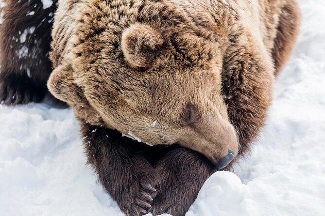 Full-Day Tour to Ranua Zoo With Pick up From Rovaniemi