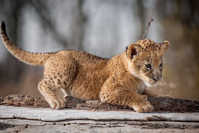 Full-Day Tour to Tarangire National Park With Pick-Up